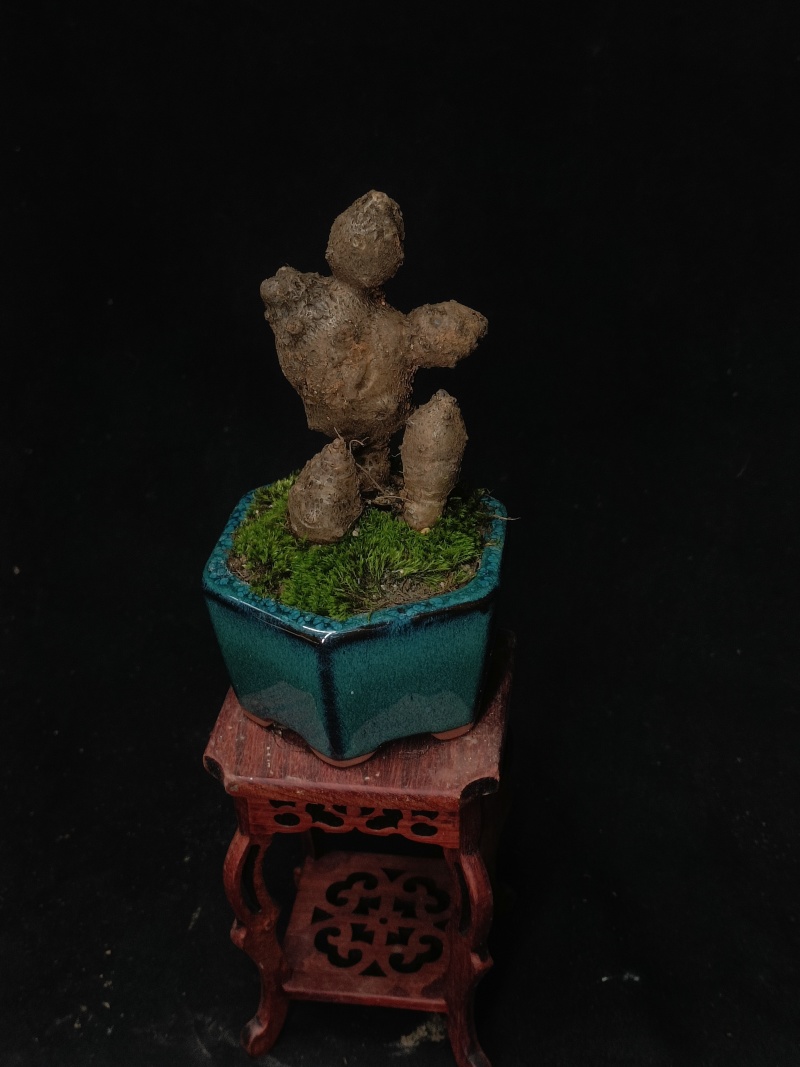 藤三七盆栽