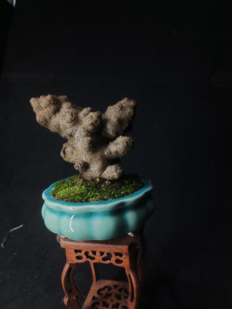 藤三七盆栽