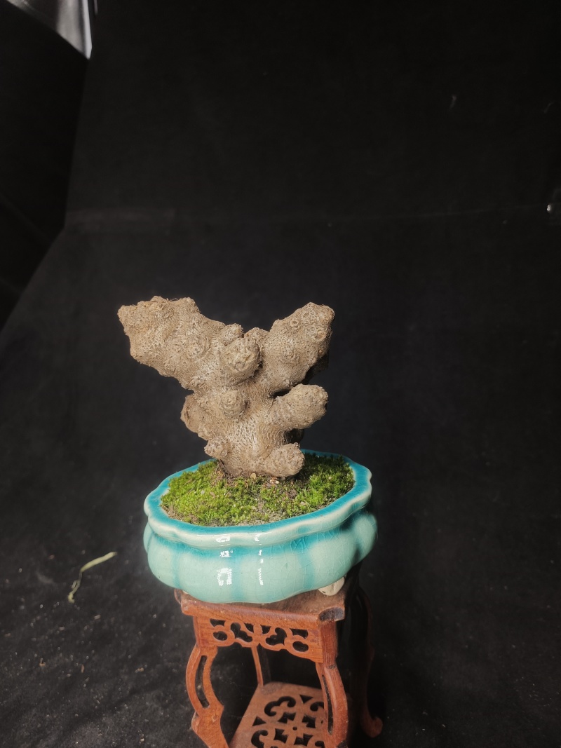 藤三七盆栽
