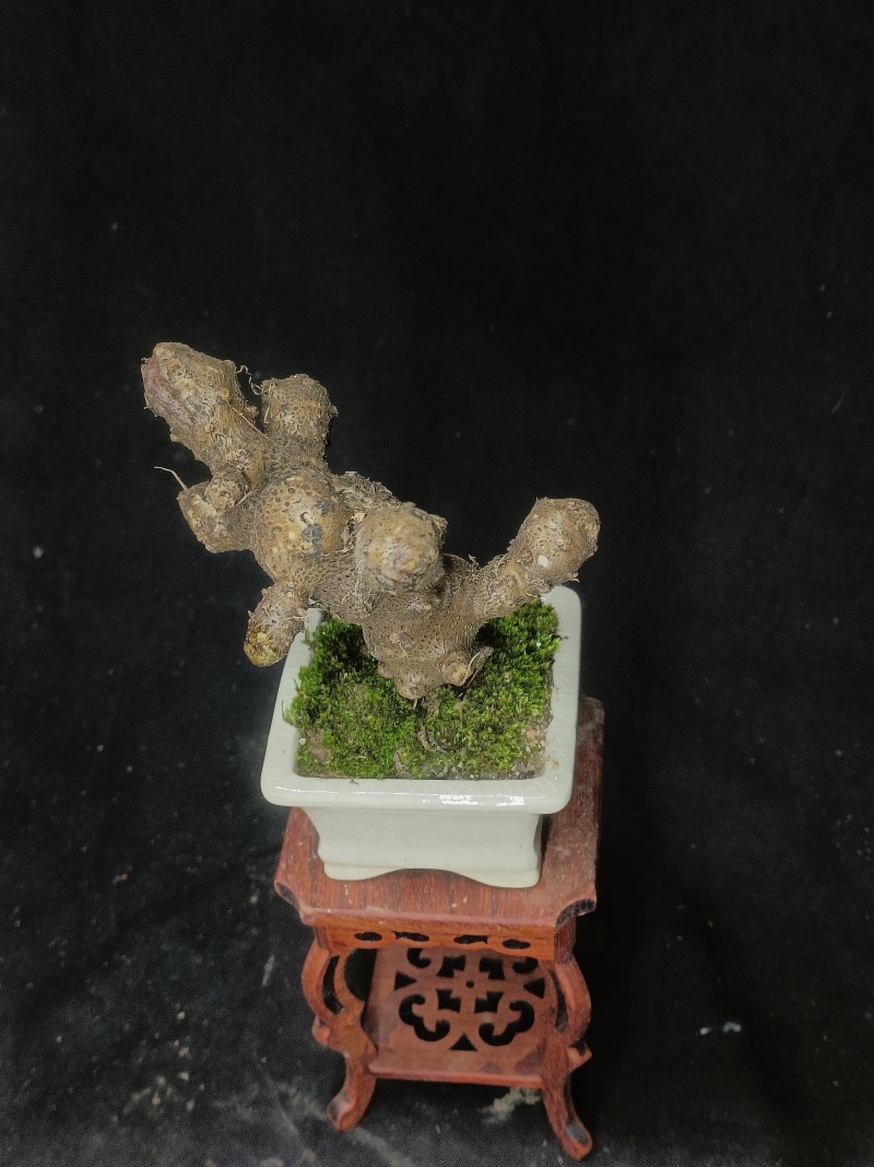 藤三七盆栽