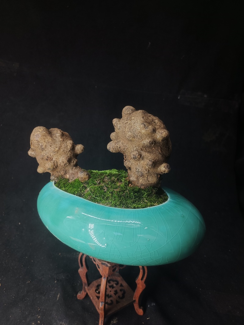 藤三七盆栽