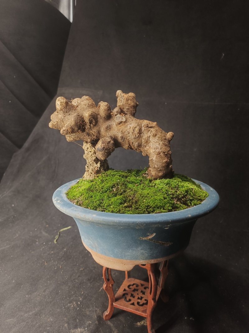 藤三七盆栽