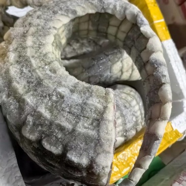 鳄鱼尾巴，鳄鱼肉