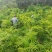 棕竹