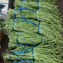 广西北海合浦石湾新苗豆角大量上市，有销售的联系