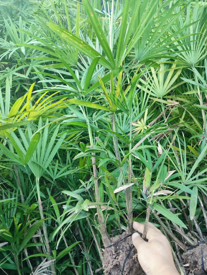 棕竹