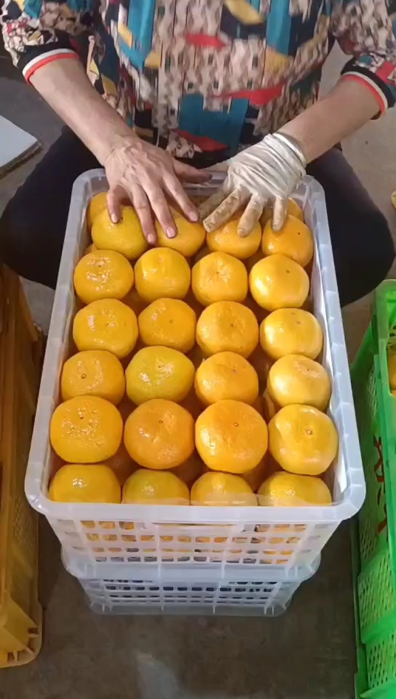 蜜桔个大皮薄对接电商，市场欢迎定购！