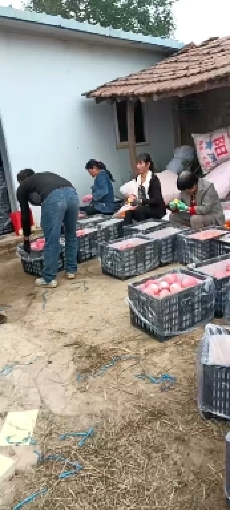 甘肃红富士