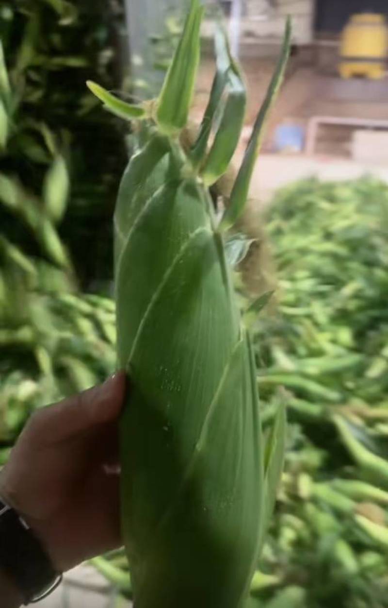 云南玉米甜玉米，糯玉米，太阳花玉米，场地直供量大从优