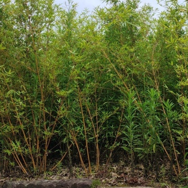 琴丝竹
