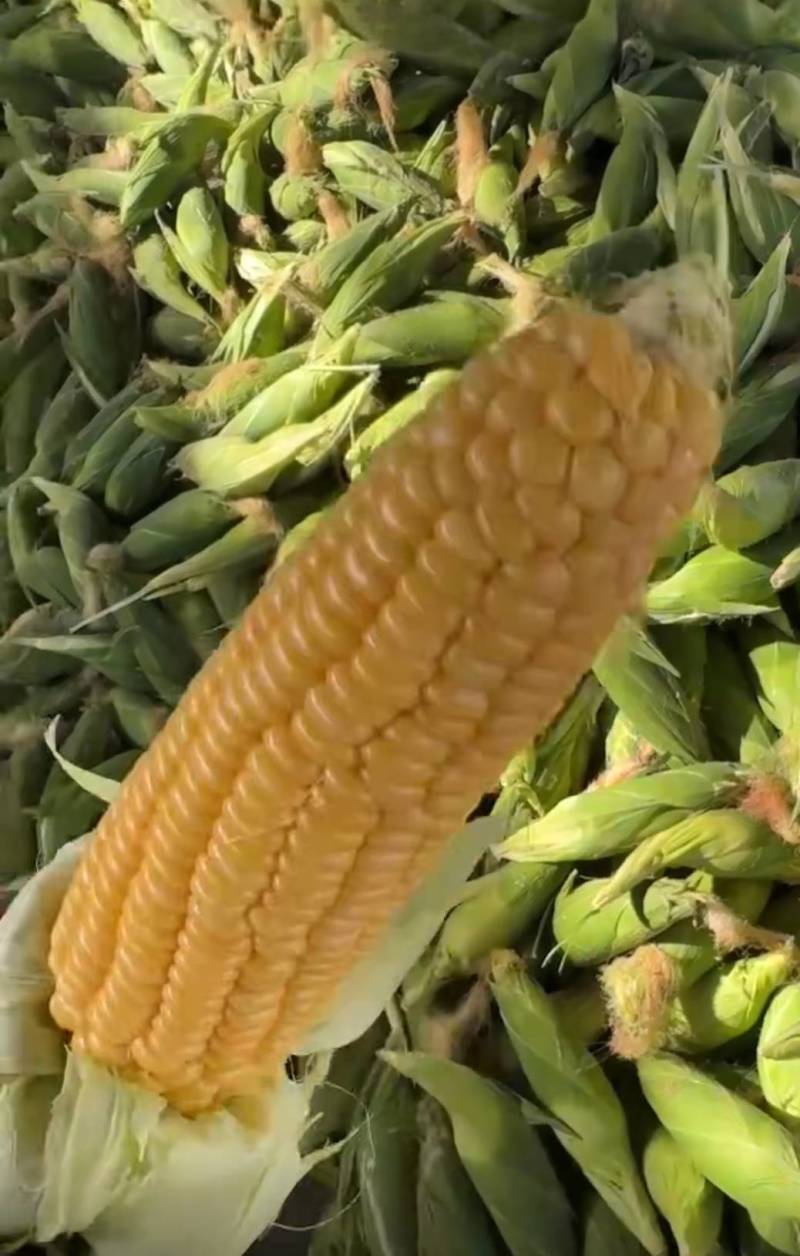 云南玉米甜玉米，糯玉米，太阳花玉米，场地直供量大从优