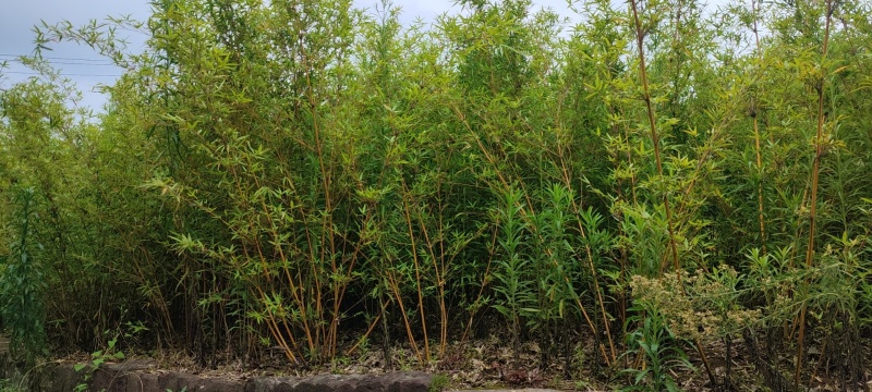 琴丝竹
