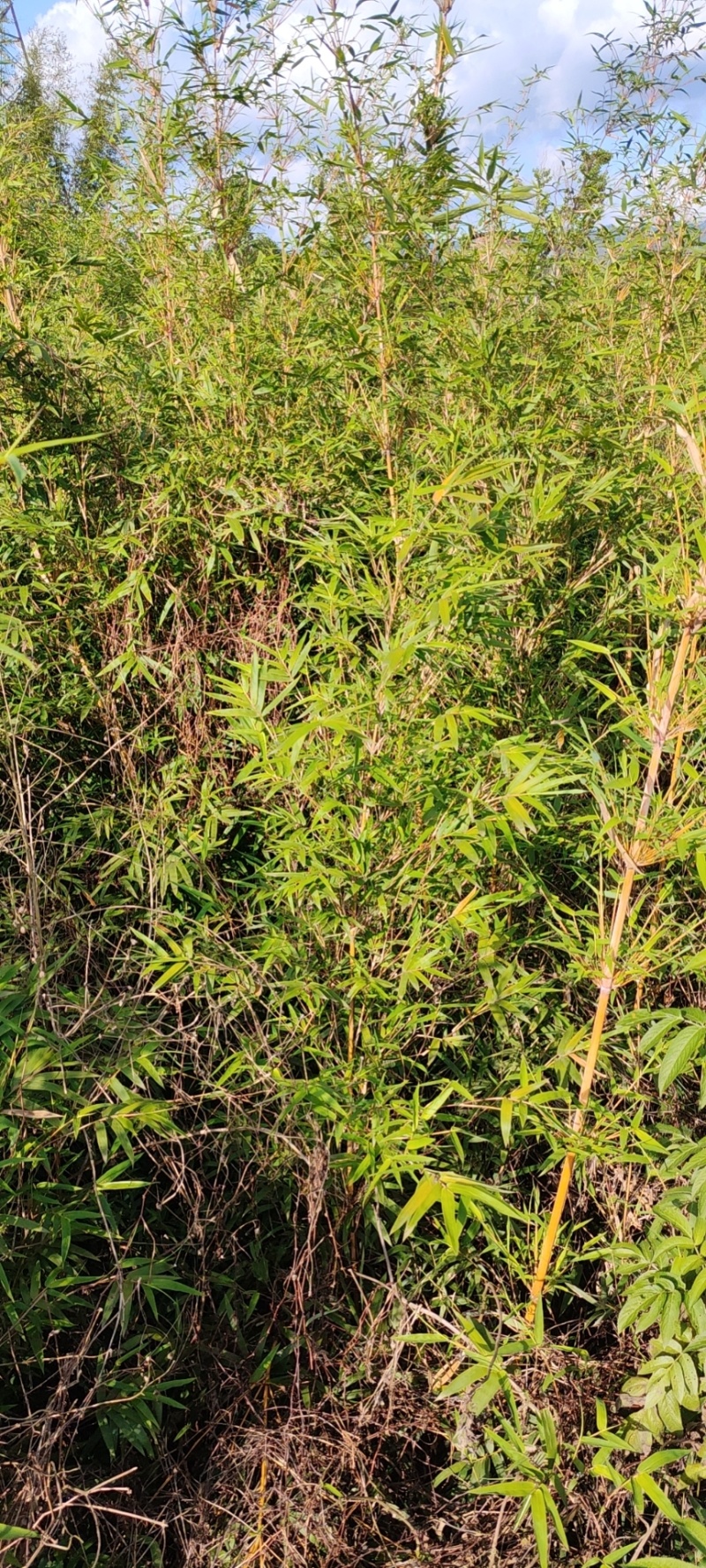 琴丝竹