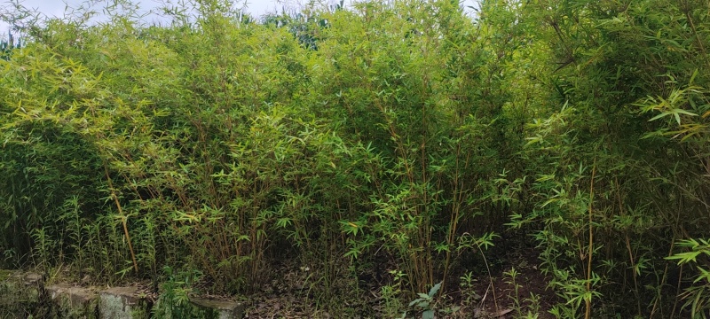 琴丝竹