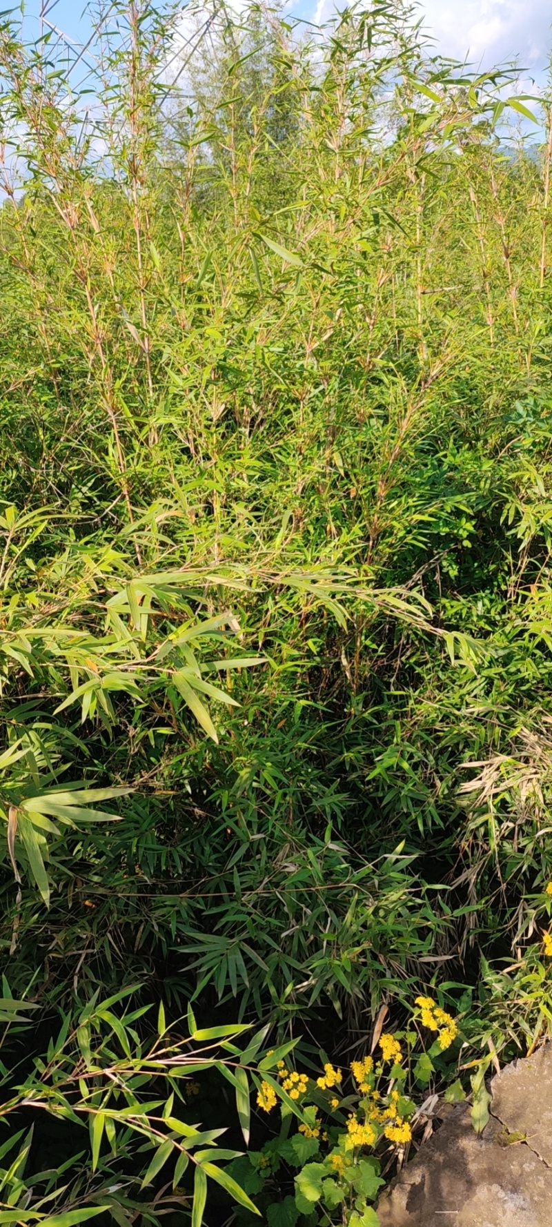 琴丝竹