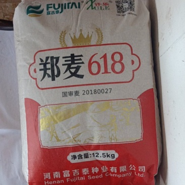 小麦种子郑麦618：大穗、扛倒、高产、优质好种子