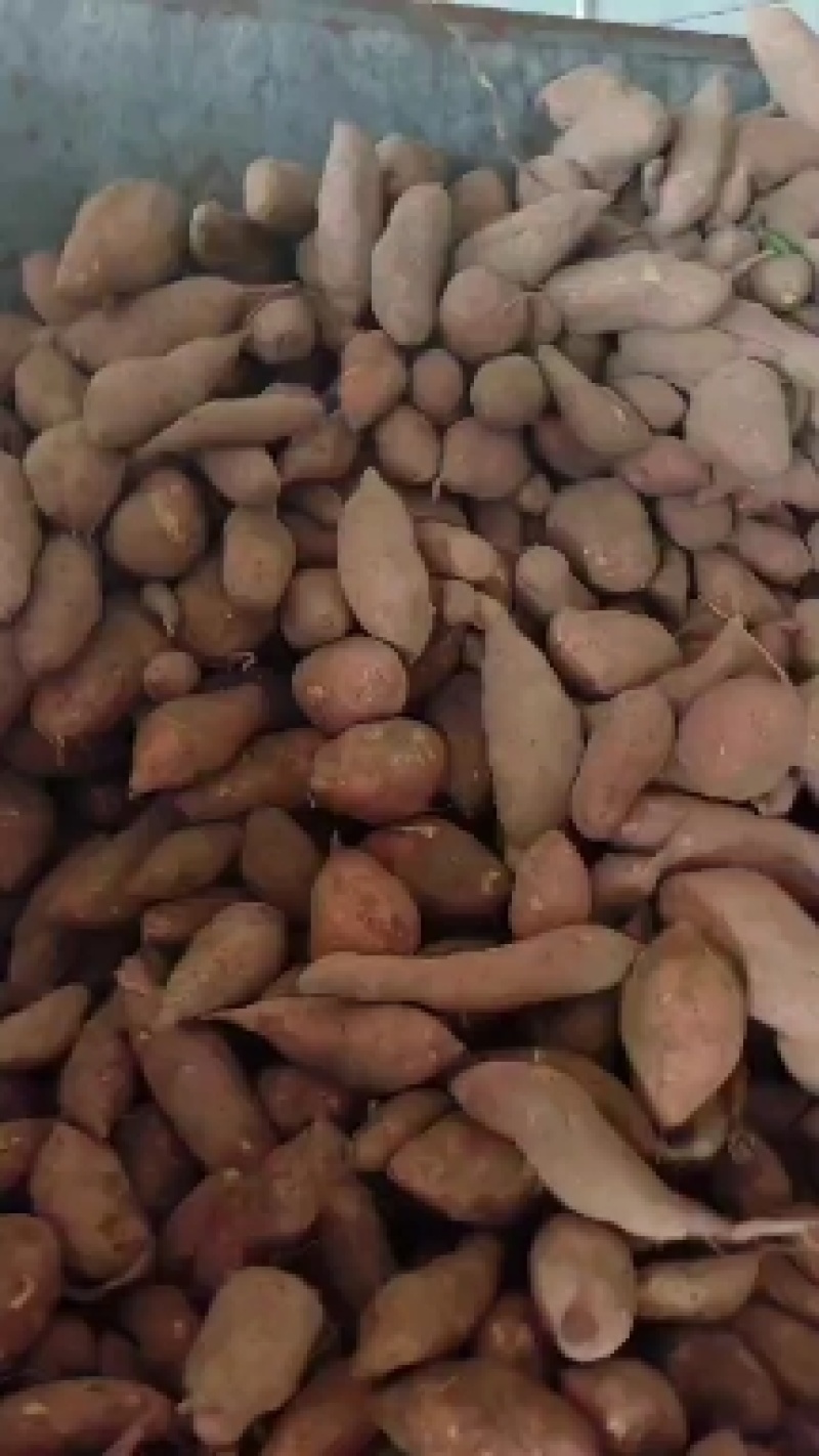 西瓜红红薯大量上市，产地直发，品质保证，诚信经营