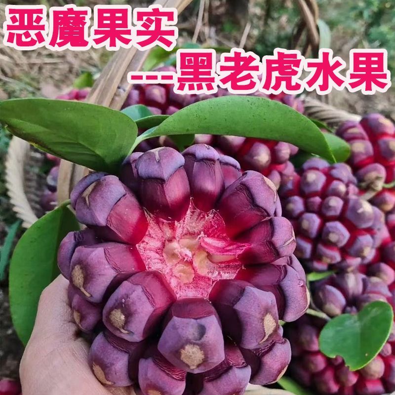 黑老虎布福娜果水果恶魔果实新鲜直发***罕见稀有当季稀奇尝鲜