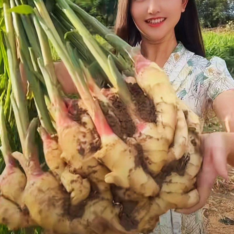 鲜姜大黄姜生姜产地大量供应电商超市.市场批发出口加工