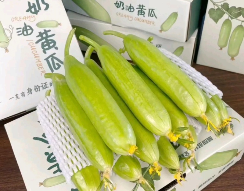 奶油黄瓜白玉黄瓜产地一手货源量大从优价格实惠