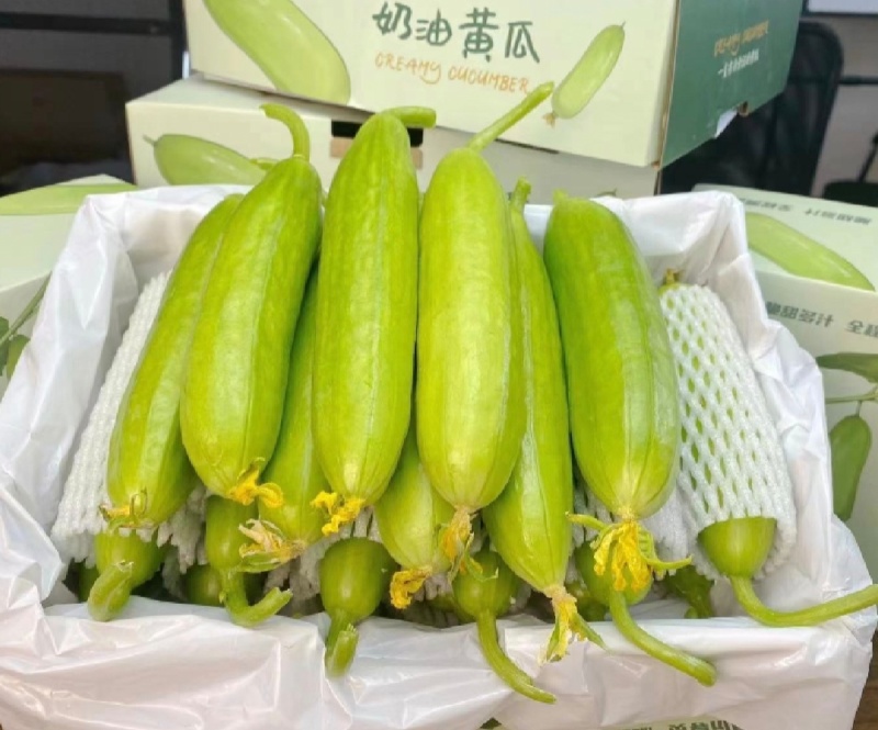 奶油黄瓜白玉黄瓜产地一手货源量大从优价格实惠