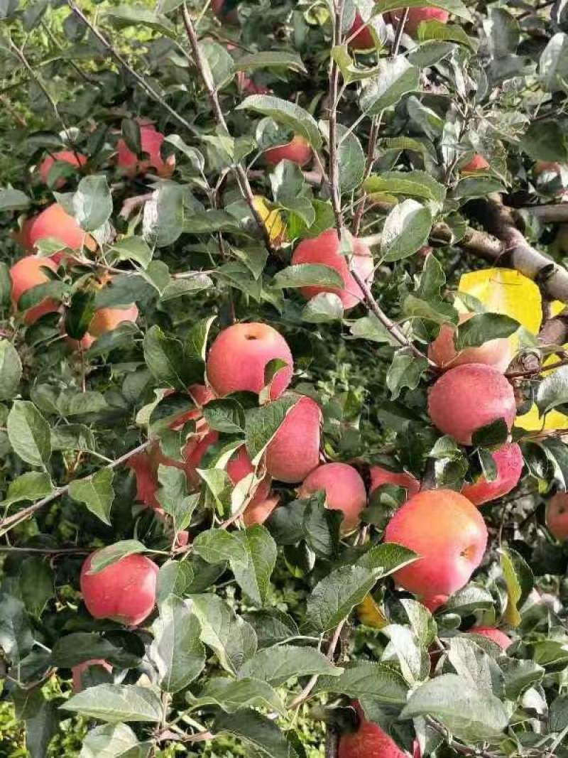 贵州威宁高原糖心苹果自家种的，保证*****的苹果