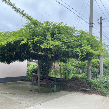 日系高杆紫藤，基地直销，品种对版，价格优惠