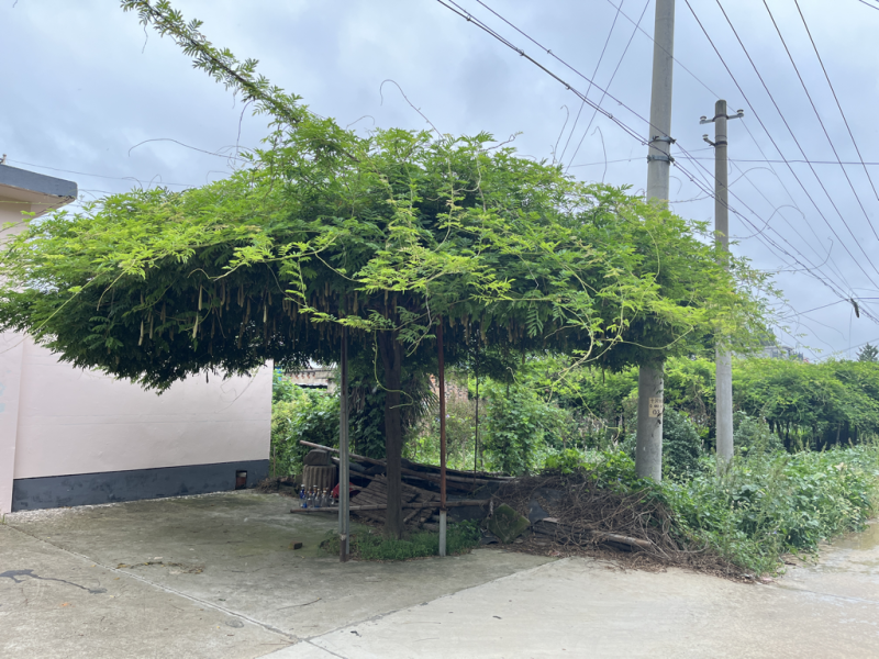 日系高杆紫藤，基地直销，品种对版，价格优惠