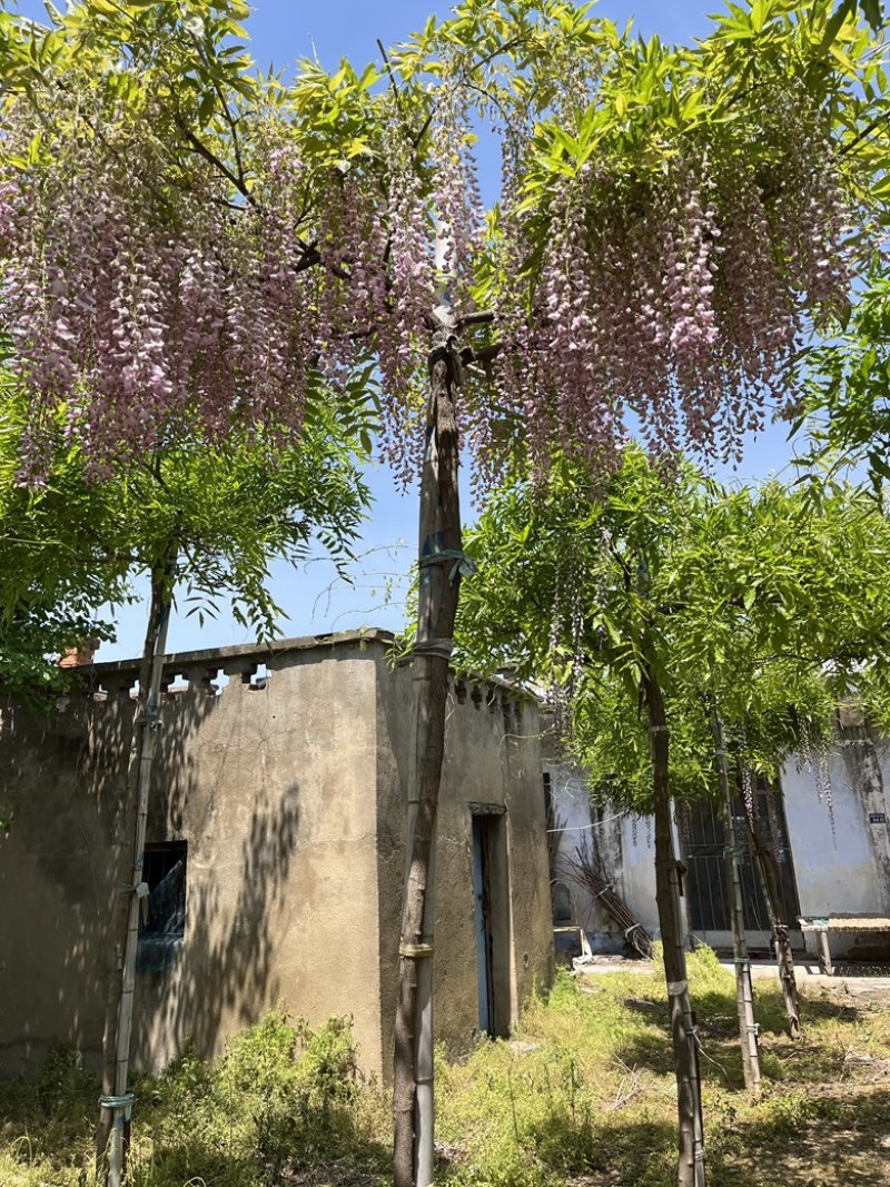 日系高杆紫藤，基地直销，品种对版，价格优惠