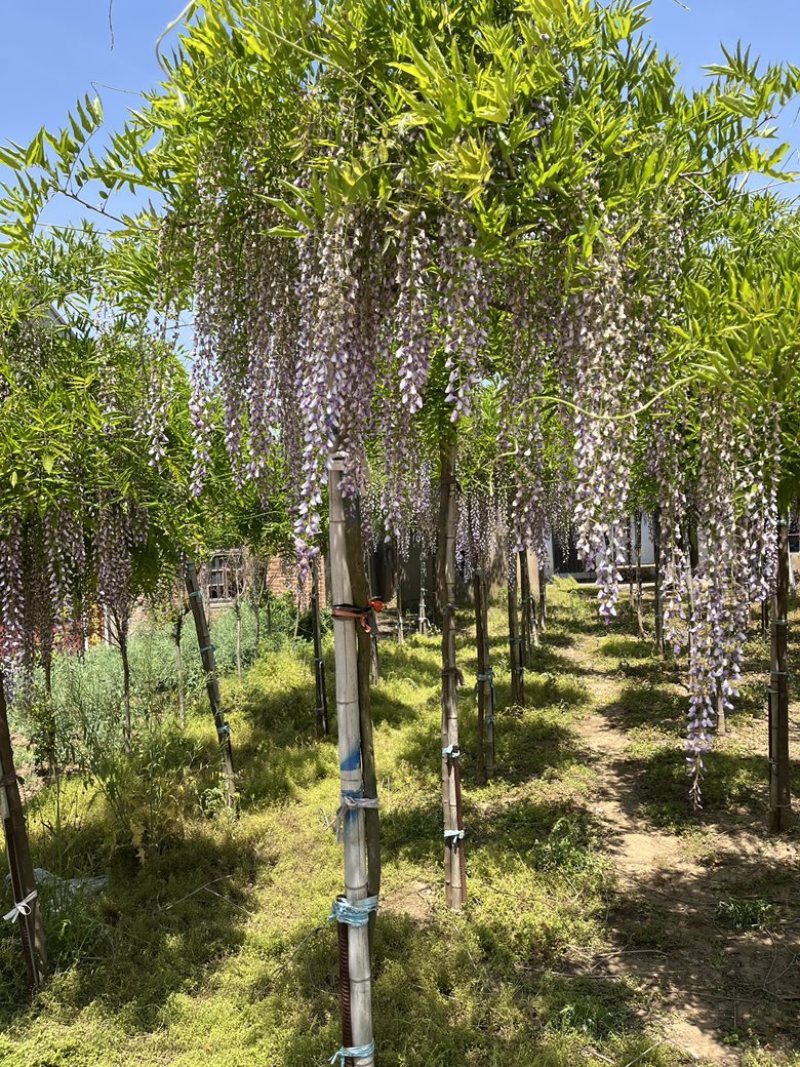 日系高杆紫藤，基地直销，品种对版，价格优惠