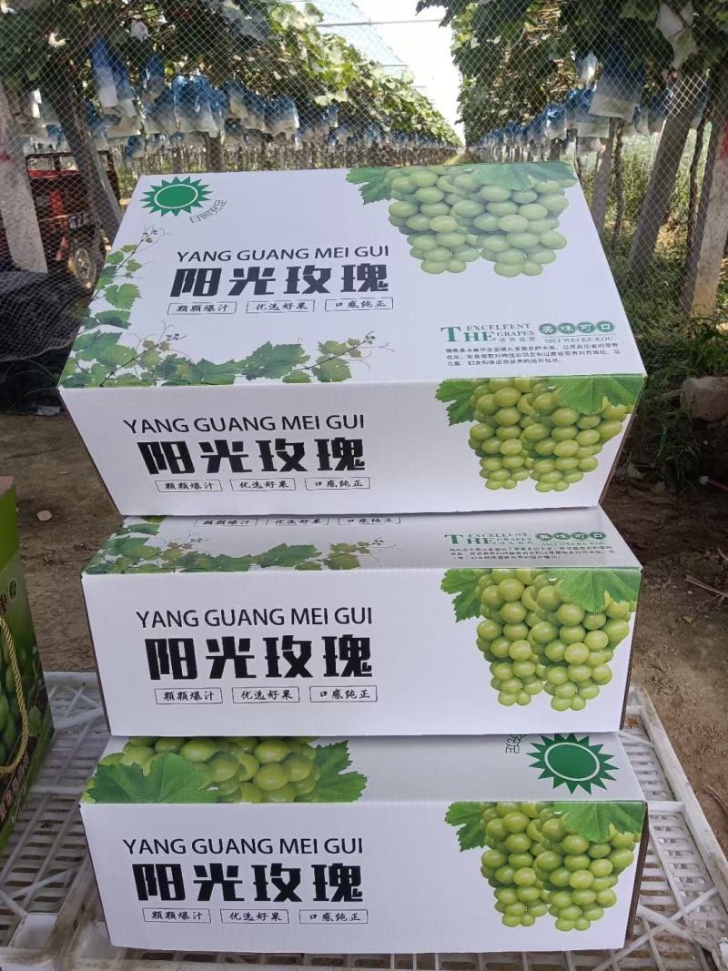 阳光玫瑰葡萄，大量上货，欢迎电话联系沟通洽谈