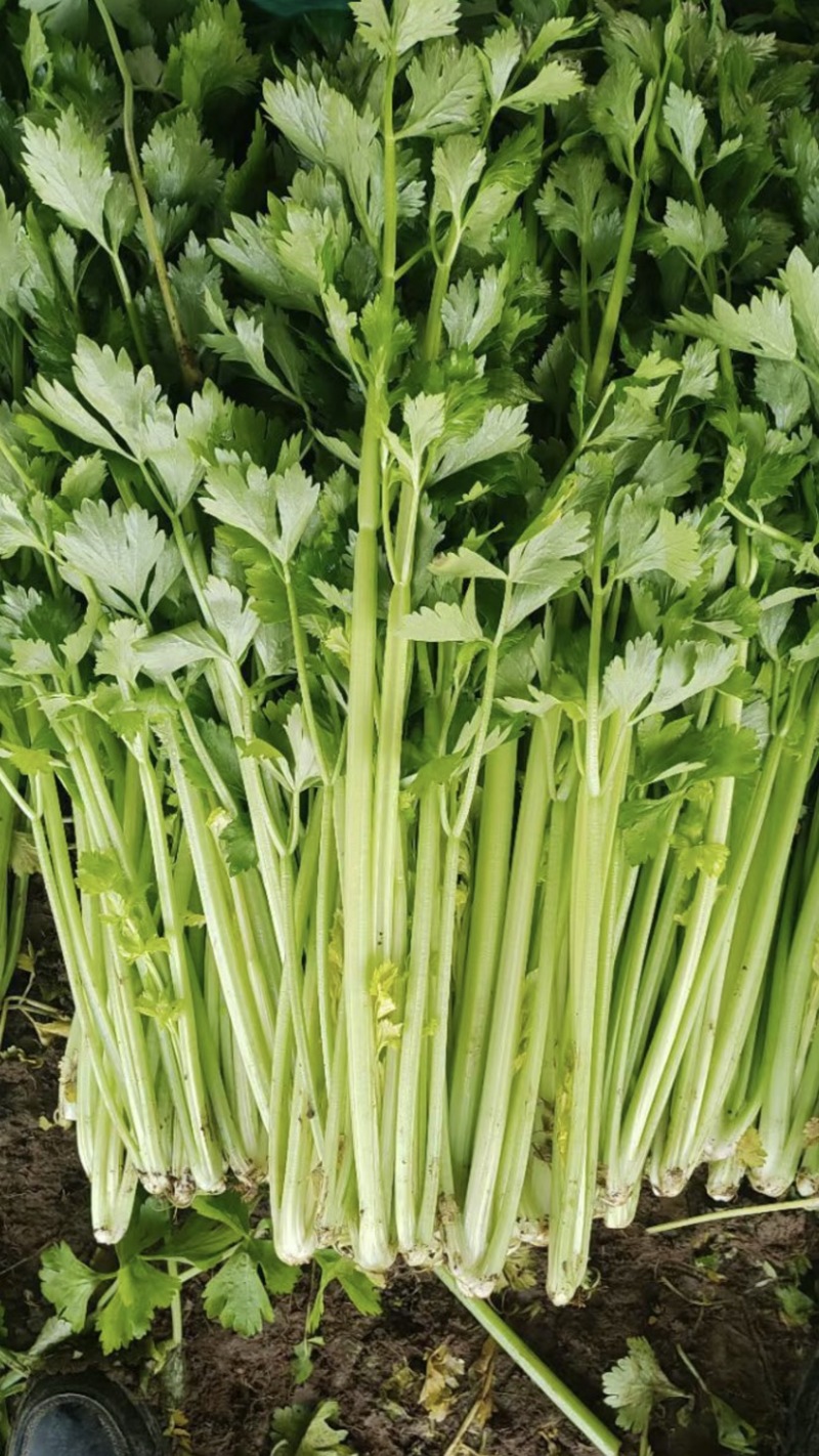 口感嘎嘎脆的芹菜大量上市，现在可以联系了，细颗，五指芹