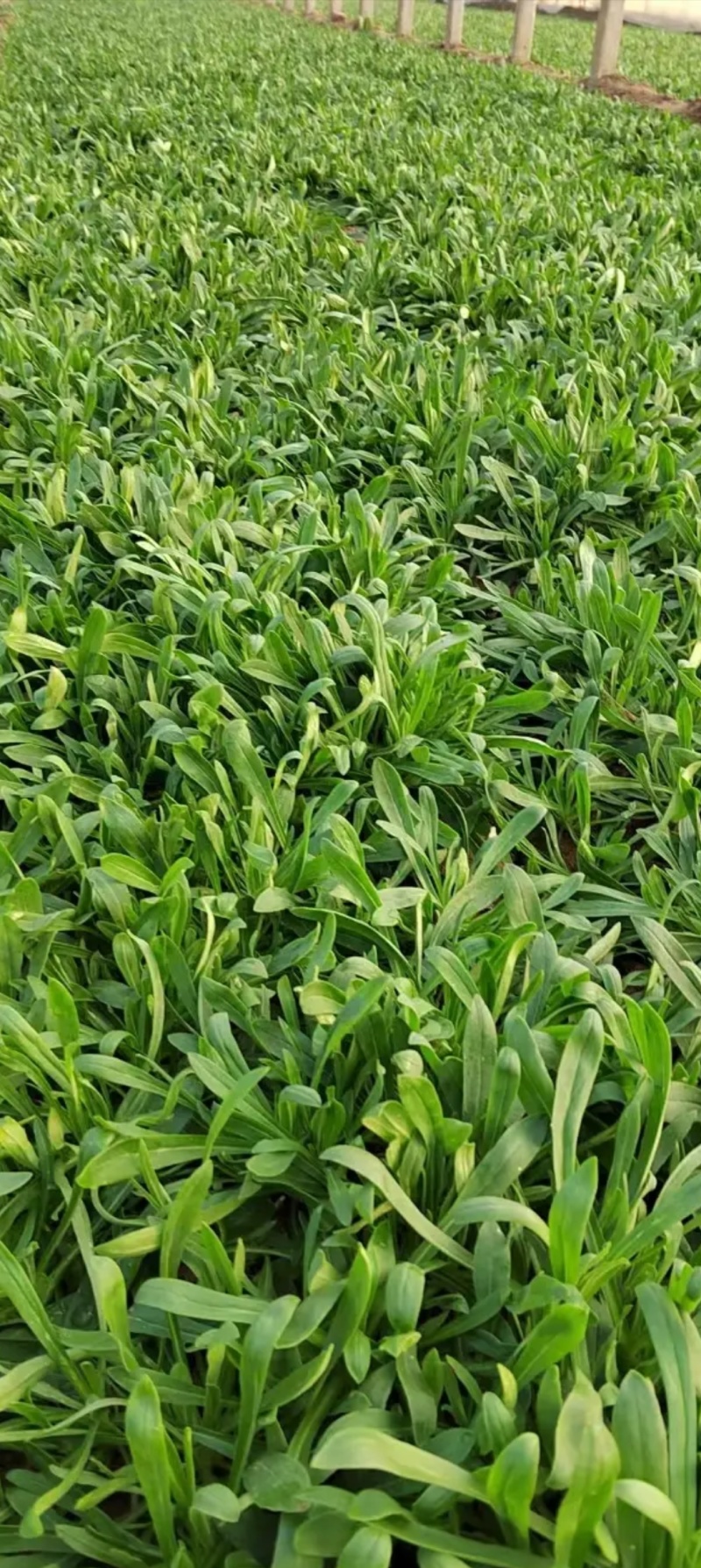 【热销】山东面条菜种植基地量大从优保质保量现挖现发
