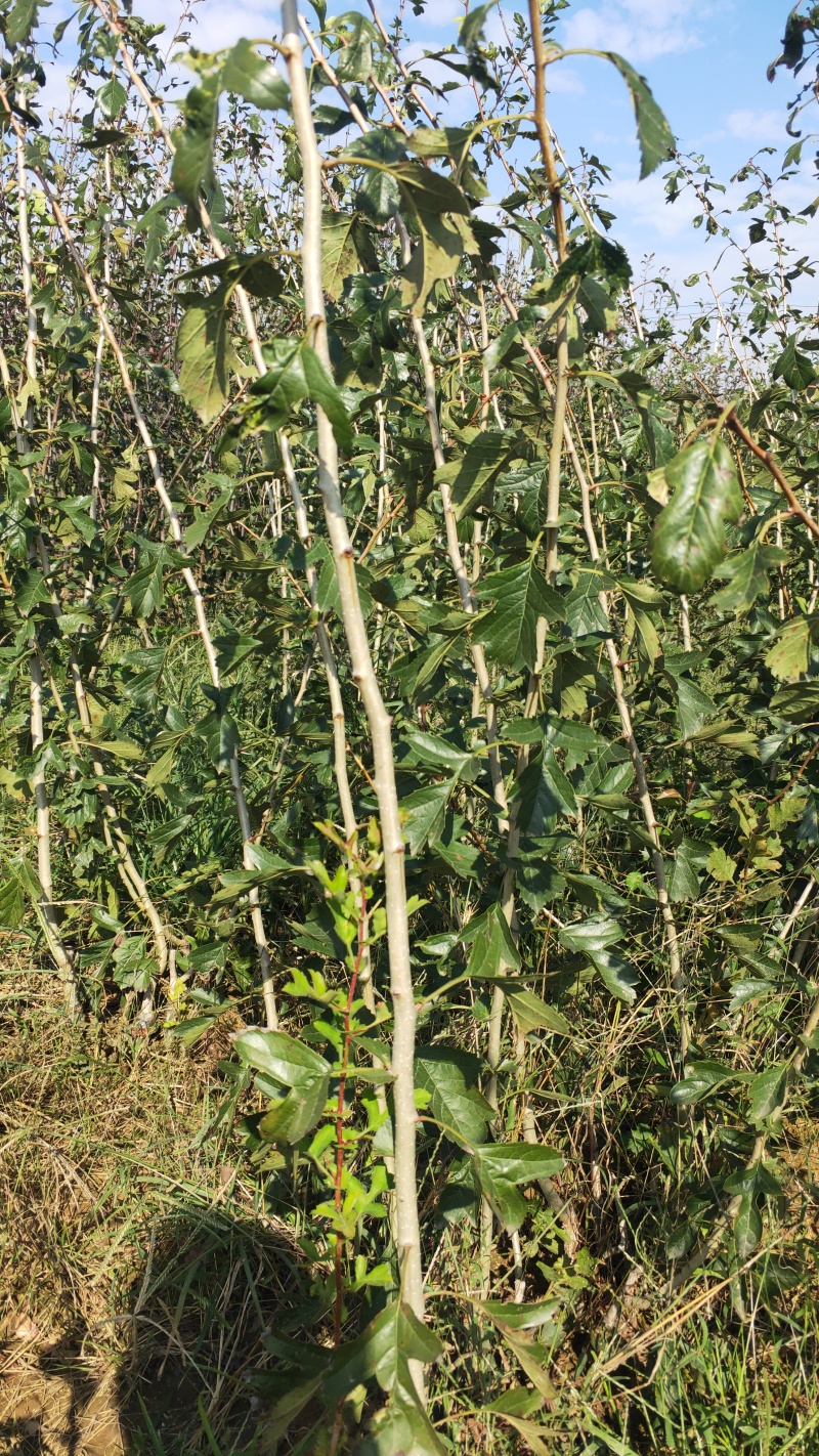 黄山楂苗1-3公分嫁接山楂树植株健壮纯甜山楂苗