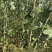 黄山楂苗1-3公分嫁接山楂树植株健壮纯甜山楂苗