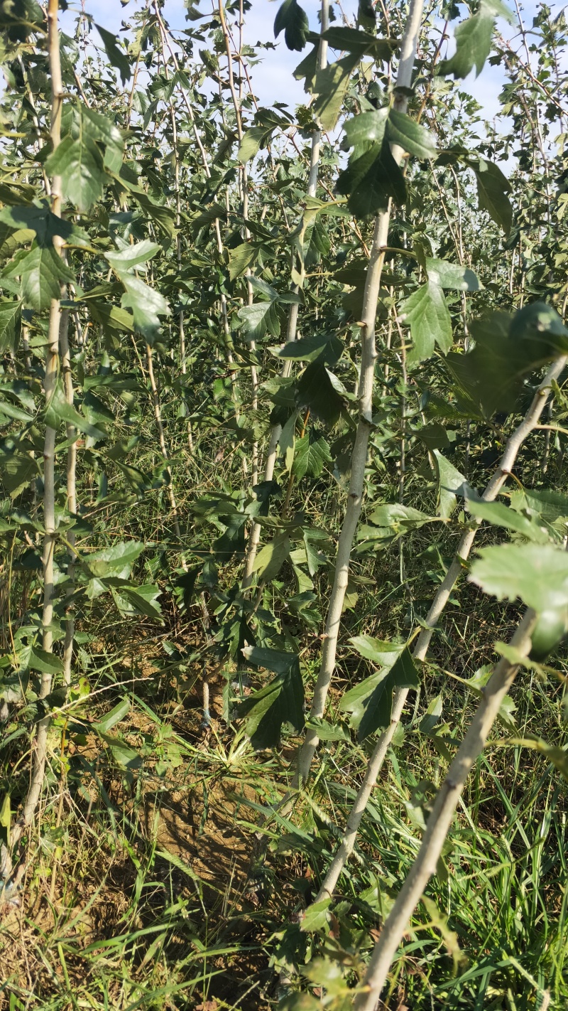 黄山楂苗1-3公分嫁接山楂树植株健壮纯甜山楂苗