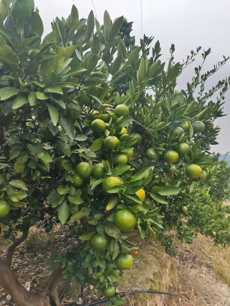 【早熟蜜橘】湖南特早蜜橘大量新鲜上市，产地直发价格实惠
