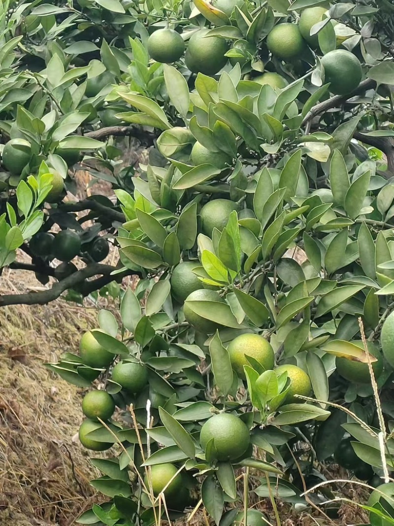【早熟蜜橘】湖南特早蜜橘大量新鲜上市，产地直发价格实惠