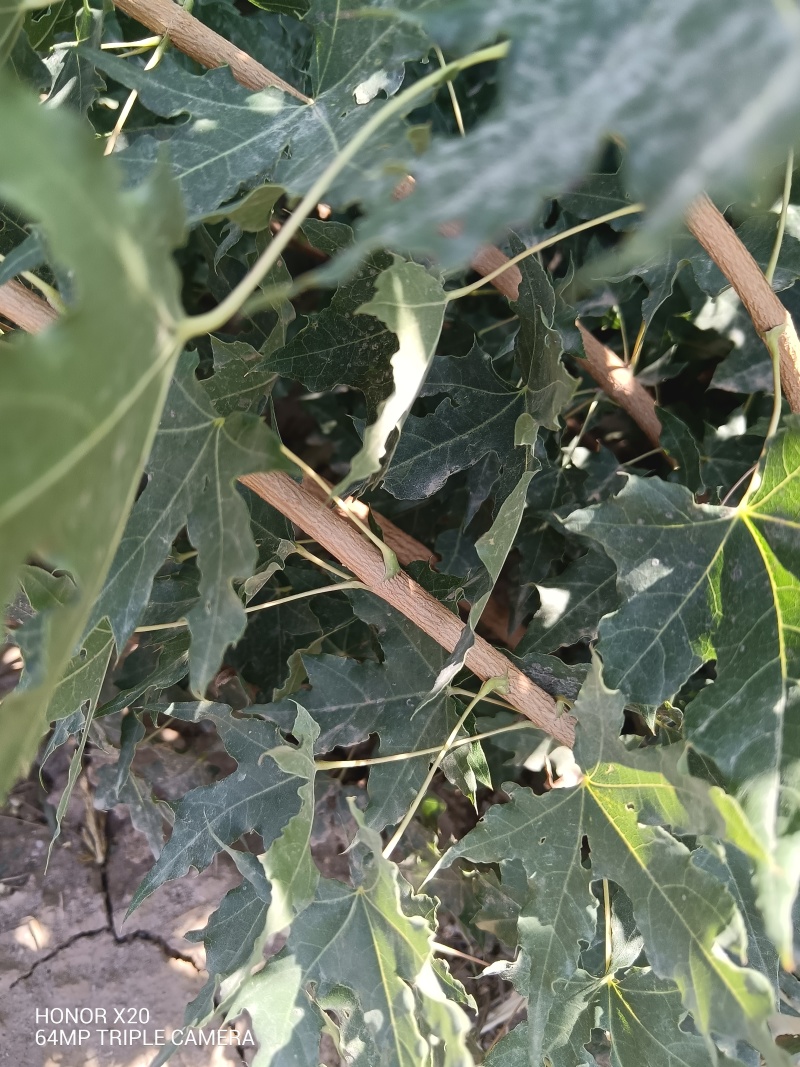 苗场直发精品五角枫规格全可视频看货保成活率