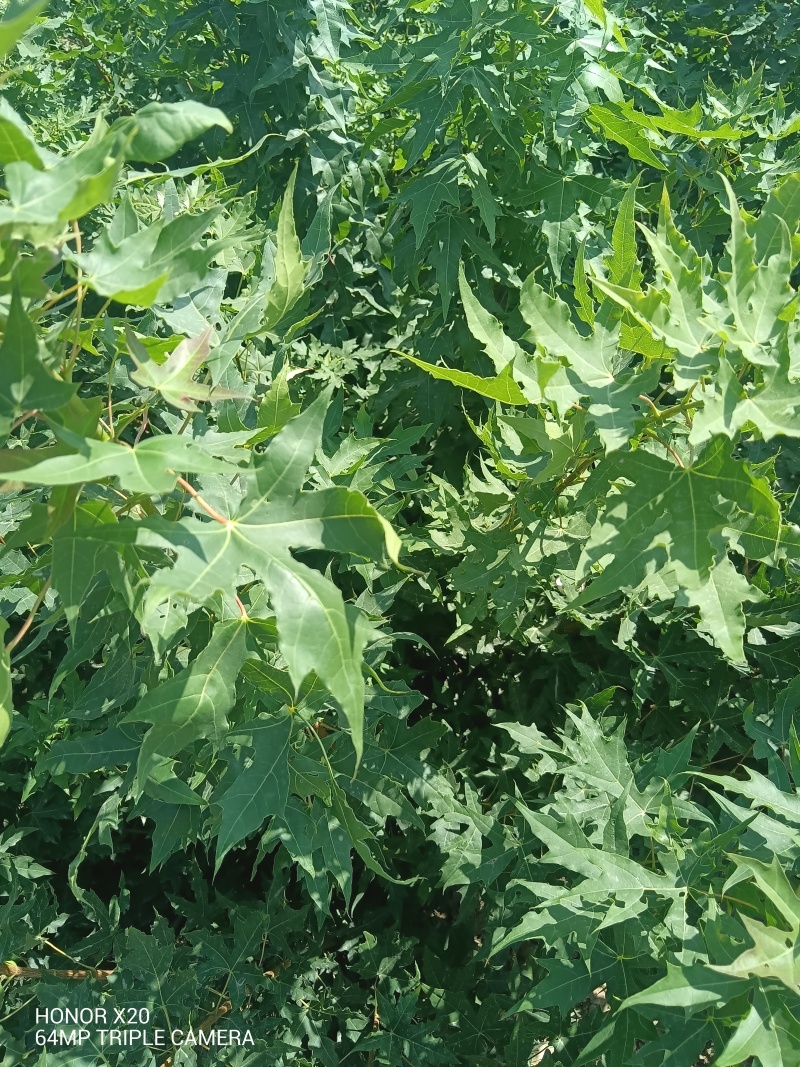 苗场直发精品五角枫规格全可视频看货保成活率