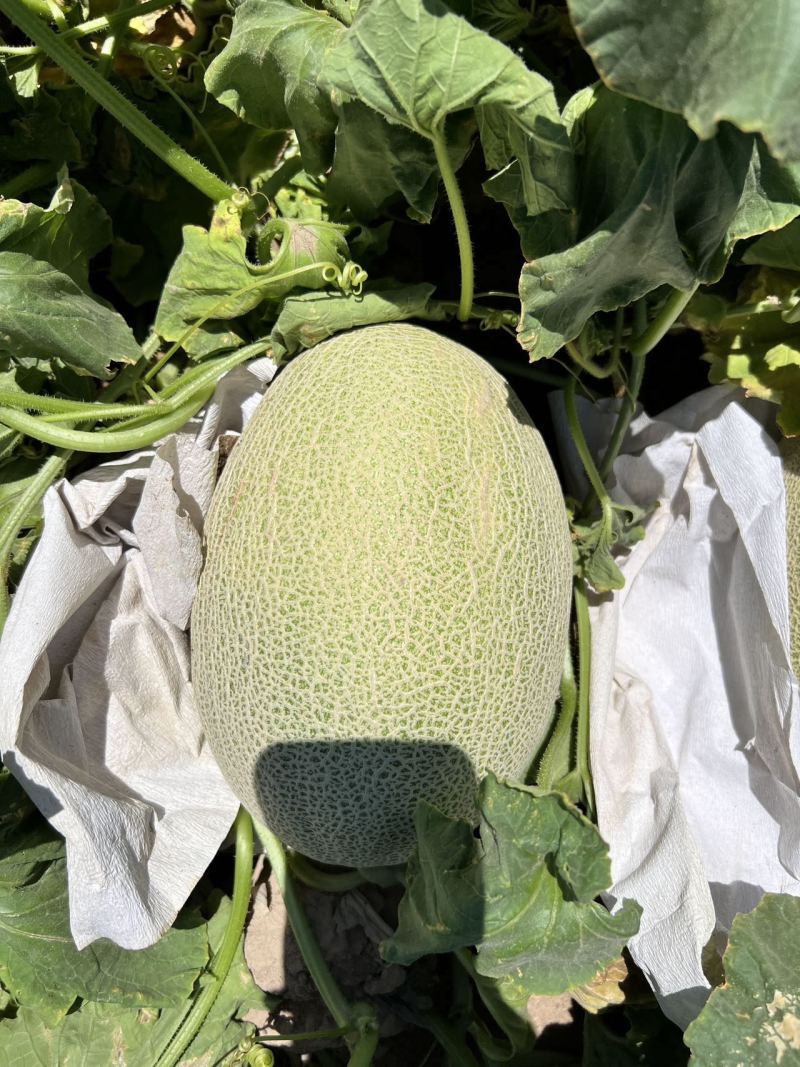 新疆精品西周蜜瓜25号大量上市品质保证量大从优