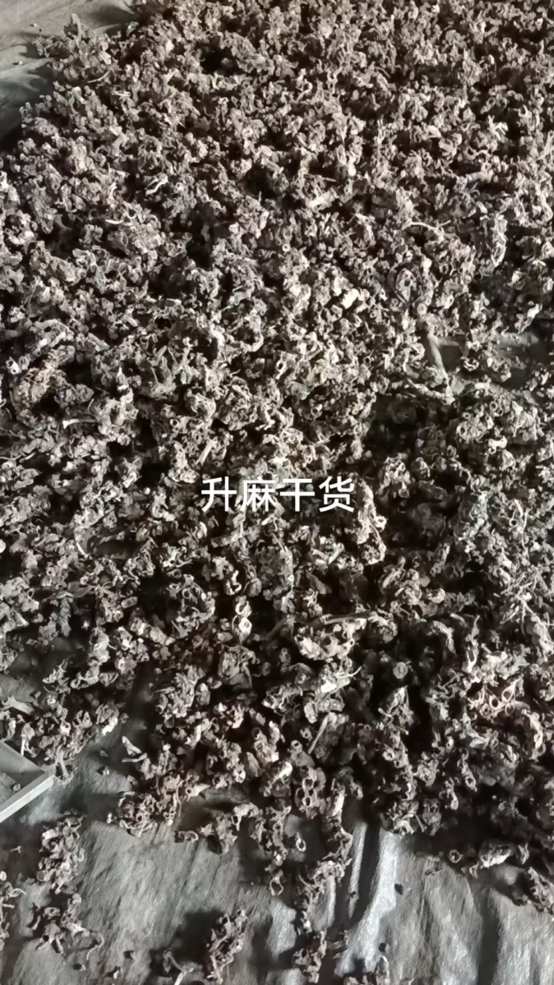 绿升麻