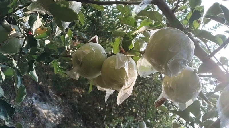 苹果青富士苹果产地直供，对接电商平台个，规格多