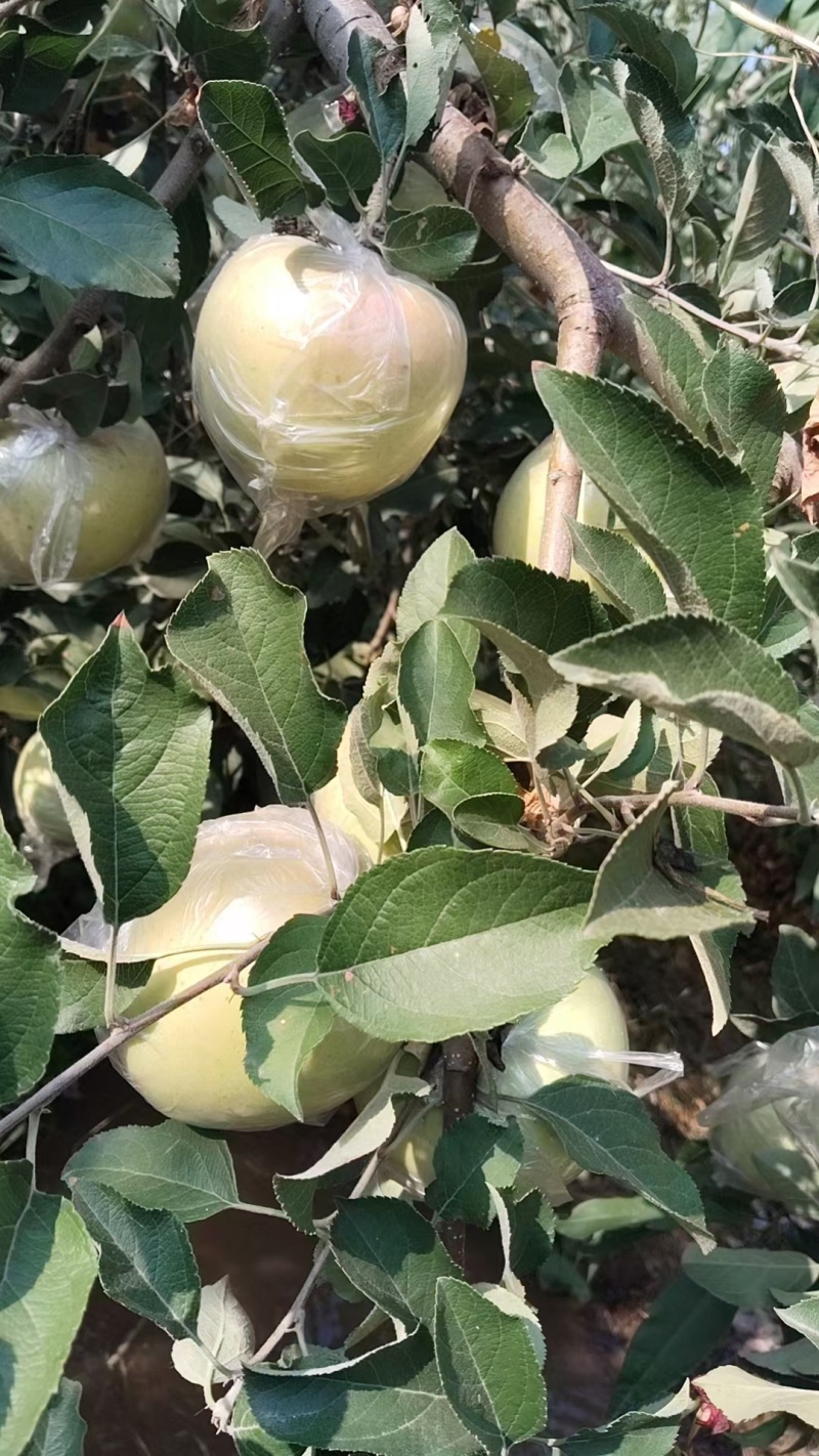 苹果青富士苹果产地直供，对接电商平台个，规格多