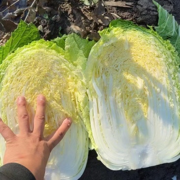【优选】黑龙江铁力大白菜大量有货产地直发欢迎订购