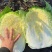 【优选】黑龙江铁力大白菜大量有货产地直发欢迎订购