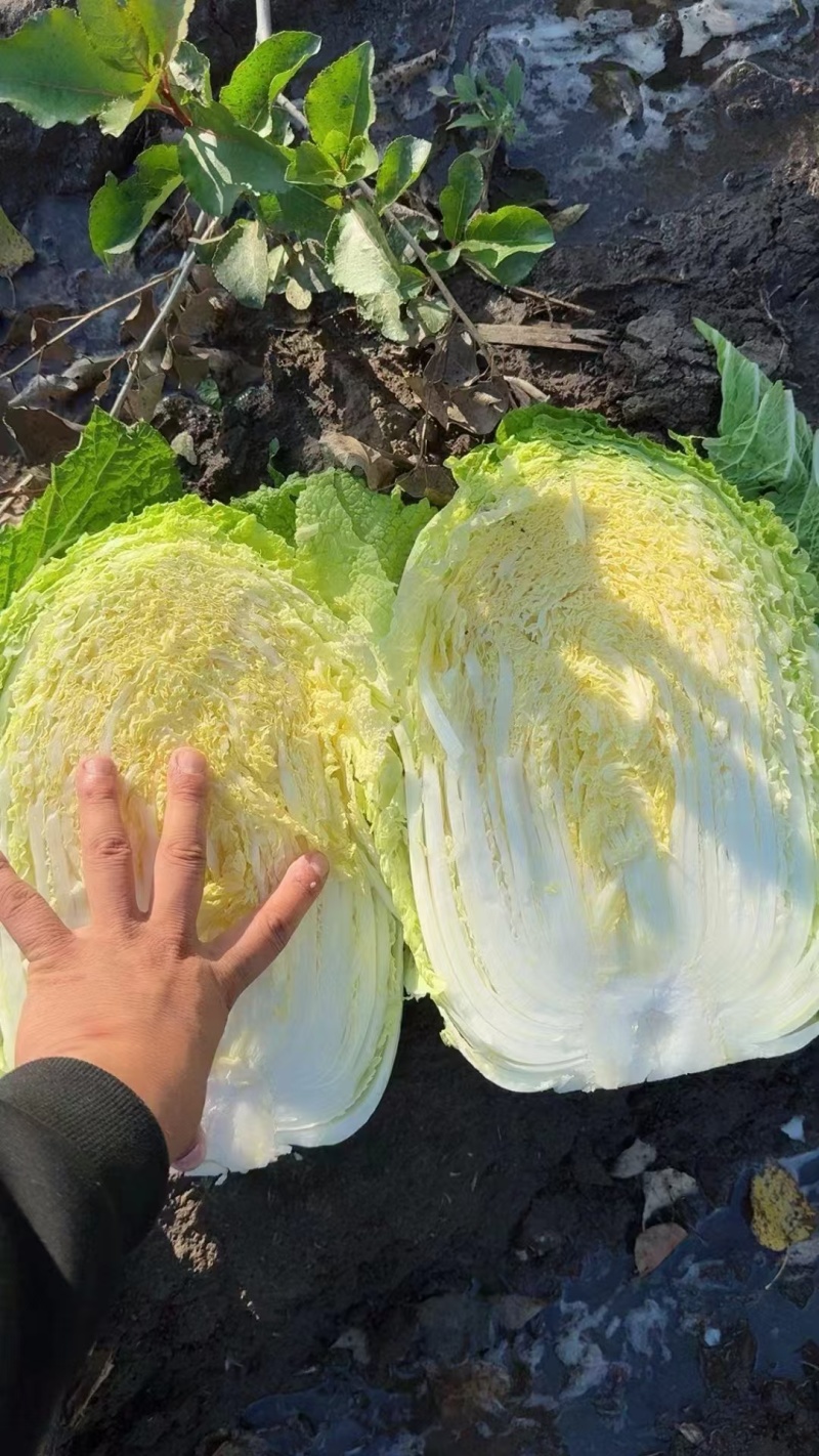 【优选】黑龙江铁力大白菜大量有货产地直发欢迎订购