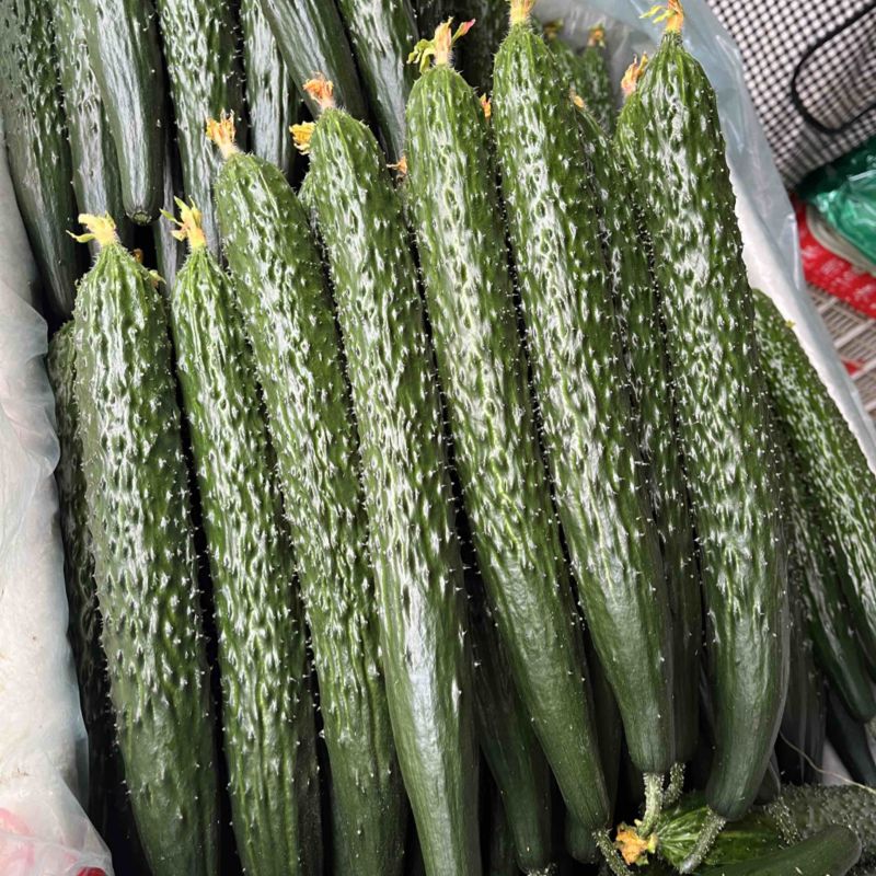 精品油亮黄瓜