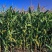 玉米🌽