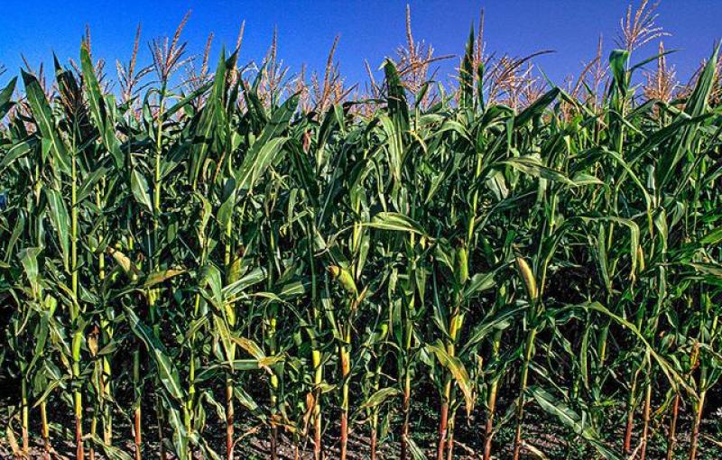 玉米🌽